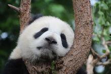 娱乐吃瓜大熊猫视频大全,萌态百出，欢乐无限
