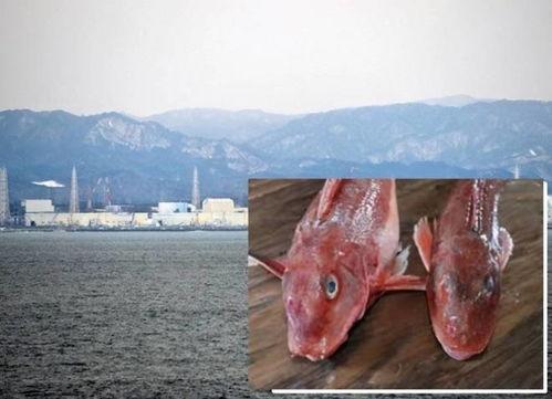 日本海鲜 辐射,揭秘真相与应对策略