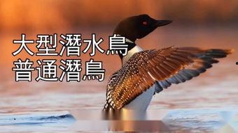 鸟类秘闻在线观看,在线观看探索未知世界