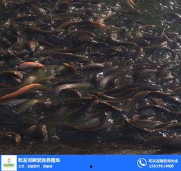 在线观看泥鳅,在线观看揭示的神秘生物世界
