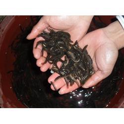 在线观看泥鳅,在线观看揭示的神秘生物世界