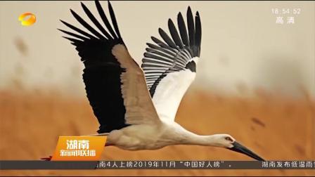候鸟在线观看,在线见证大自然的壮丽迁徙之旅