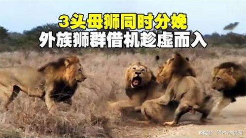 雄狮3在线观看,王者归来，荣耀再续