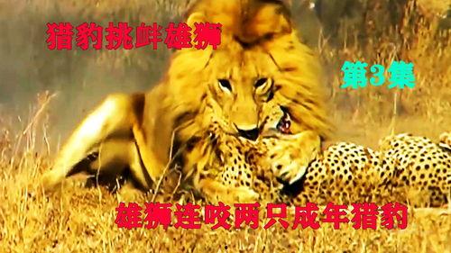 雄狮3在线观看,王者归来，荣耀再续