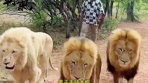 雄狮3在线观看,王者归来，荣耀再续