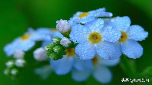 勿忘我在线视频观看,穿越时光的深情回忆