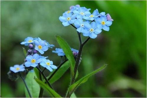 勿忘我在线视频观看,穿越时光的深情回忆
