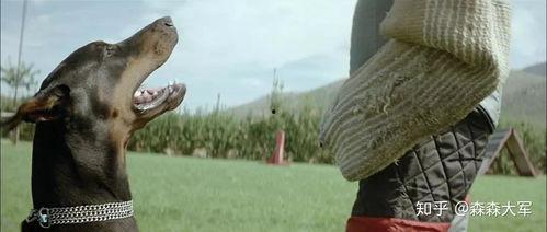 电影《狗牙》在线观看,一部揭示家庭暴力的惊悚力作