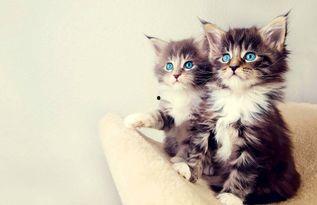 娱乐吃瓜酱小猫,揭秘娱乐圈那些不为人知的幕后故事