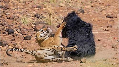 烈虎日本,探寻日本武士道精神的传奇故事