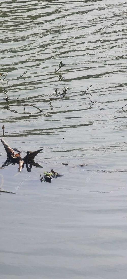 风雨当头在线观看,在线观看，共赴激荡人心的冒险之旅