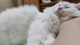 肥猫tv在线观看,畅享在线娱乐的无限魅力