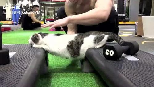 肥猫tv在线观看,畅享在线娱乐的无限魅力