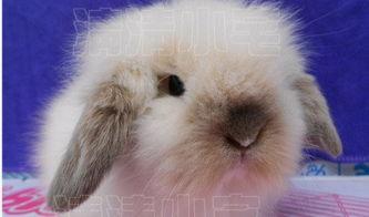 兔子暴力在线观看,揭秘网络暴力背后的黑暗真相