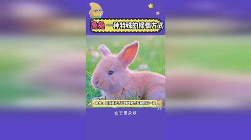 兔子暴力在线观看,揭秘网络暴力背后的黑暗真相